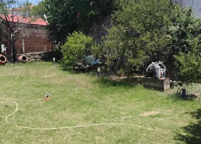 Limon Cicegi * Barbaros (Izmir)